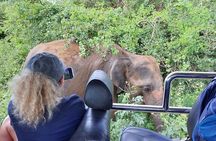Wildlife Safari Yala National park 