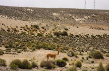 2 Day Tour to Colca Canyon