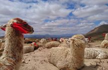 2 Day Tour to Colca Canyon