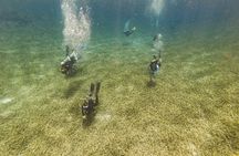 Scuba Dive in the West End of Roatan with Private Transfer