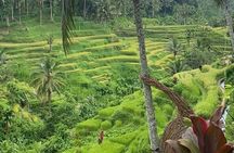 Ubud Tour - Ubud Highlight Culture, Tradition, Nature 