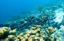 Discover Scuba Diving Experience