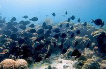 Discover Scuba Diving Experience