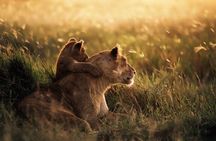 3 Day Private Serengeti National Park Tour from Zanzibar by Plane