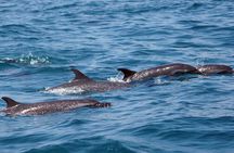 Huatulco Whale & Dolphin Adventure