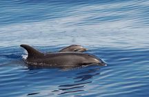 Huatulco Whale Watch Adventures