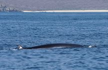 Huatulco Whale Watch Adventures