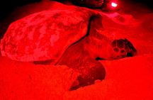 Guided turtle tour in a group in Boa Vista