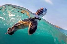 Guided turtle tour in a group in Boa Vista
