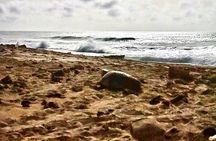 Guided turtle tour in a group in Boa Vista