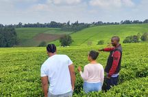 Riara tea farm tour with lunch and tea tasting from Nairobi 