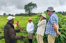 Riara tea farm tour with lunch and tea tasting from Nairobi 