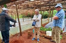 Riara tea farm tour with lunch and tea tasting from Nairobi 