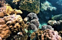 Pattaya: 3 Islands one day trip on Catamaran with Lunch