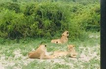 1 Day Chobe National Park Safari Experience