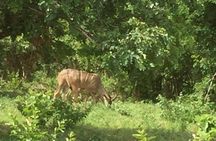 1 Day Chobe National Park Safari Experience