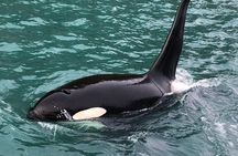8hr Kenai Fjords Whale Watching Tour w/ 1hr Fishing 16 Passengers