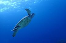 Kawasan Falls Canyoning and Moalboal Sardine Run, Sea Turtles