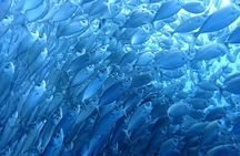Moalboal Sardine Run, Sea Turtle and Mantayupan Falls
