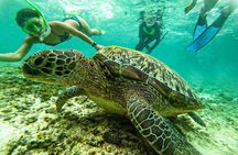 Moalboal Sardine Run, Sea Turtle and Mantayupan Falls