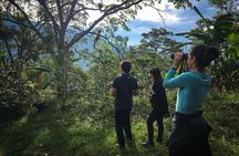 Coffee Lands Birdwatching (transport + guiding)