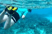 Half Day Reef Snorkel and Wildlife Tour
