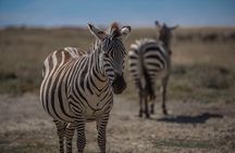 4-Day Tanzania Camping Safari Experience