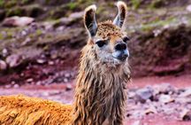 3 Days and 2 Nights Huchuy Qosqo Trek to Machu Picchu 
