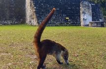 Tikal Private Tour From San Ignacio Belize with Lunch Included