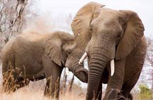 Full-Day Kruger National Park Safari