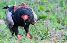 Full-Day Kruger National Park Safari
