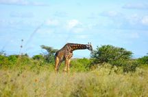 Half Day Safari at Nairobi National Park