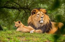 Half Day Safari at Nairobi National Park