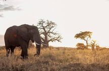 4-Day Tanzania Camping Safari Experience