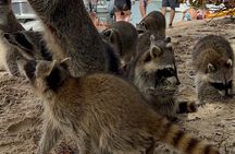 Raccoon Island Boat Tour - Indian Creek, Sanbar and Raccoons
