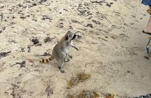 Raccoon Island Boat Tour - Indian Creek, Sanbar and Raccoons