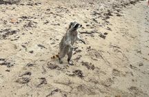 Raccoon Island Boat Tour - Indian Creek, Sanbar and Raccoons