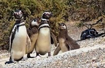 Guided Visit to Punta Tombo for Cruises Includes Snack