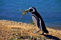 Guided Visit to Punta Tombo for Cruises Includes Snack