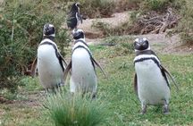 Guided Visit to Punta Tombo for Cruises Includes Snack
