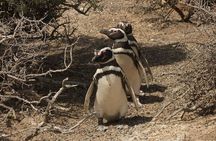 Guided Visit to Punta Tombo for Cruises Includes Snack