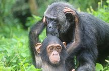 1 Day chimpanzee trekking at Ngamba Island 