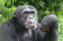 1 Day chimpanzee trekking at Ngamba Island 
