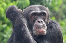 1 Day chimpanzee trekking at Ngamba Island 
