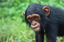 1 Day chimpanzee trekking at Ngamba Island 