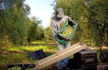 Half Day Tour of Wineries and Olive Oil with Lunch from Mendoza