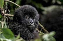  3 Day Private Gorilla and Safari Tour in Uganda