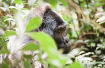  3 Day Private Gorilla and Safari Tour in Uganda