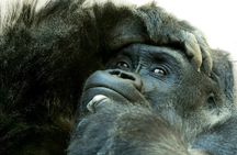  3 Day Private Gorilla and Safari Tour in Uganda