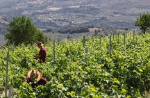 The Best Winery & Tasting Tour in Nemea.Enjoy a unique all day wine tasting tour